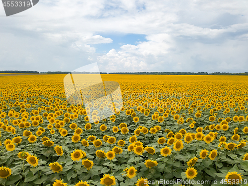 Image of Aerial view from drone to a wonderful field of sunflowers and cloudy sky by summertime at sunset.