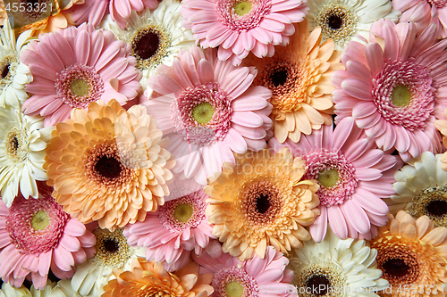 Image of Natural floral background of bright gerberas. Spring concept