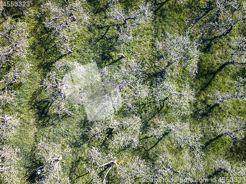 Image of Top view of a blooming spring garden. Photo from the drone