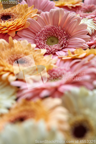Image of Close-up of different gerbera flowers. Flower concept