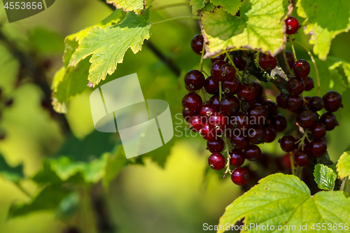Image of Red currants on green bush.