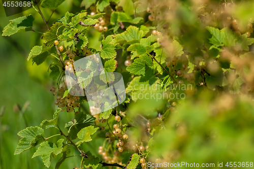 Image of White currants on green bush.
