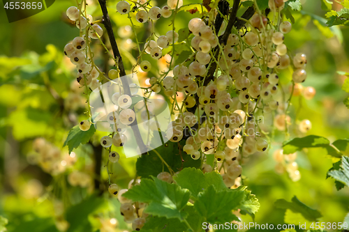 Image of White currants on green bush.