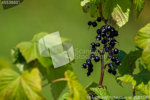 Image of Blackcurrant on bush as background.