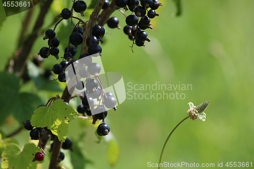 Image of Blackcurrant on bush as background.