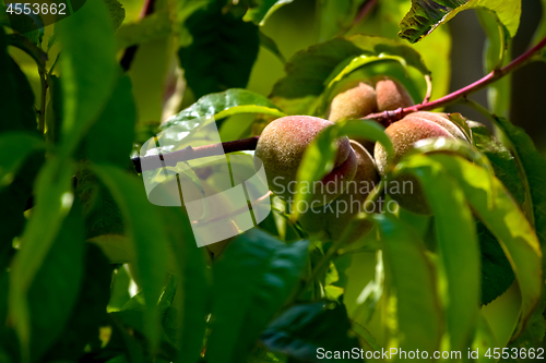 Image of Peaches on tree in sunny day.