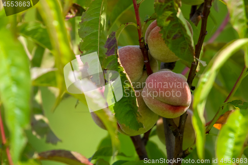 Image of Peaches on tree in sunny day.