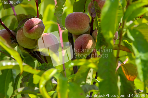 Image of Peaches on tree in sunny day.