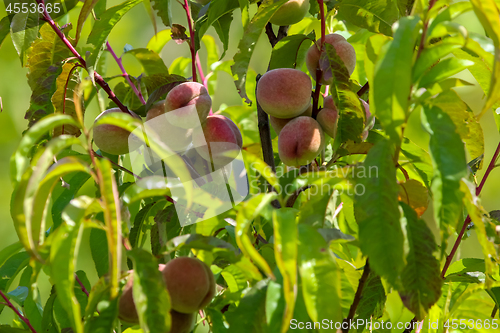 Image of Peaches on tree in sunny day.