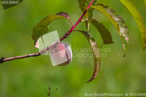 Image of One peach on tree branch.