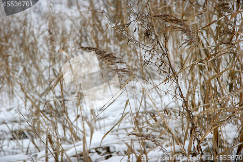 Image of Grass cowered with snow in winter time.