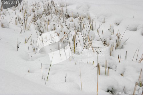 Image of Grass cowered with snow in winter time.