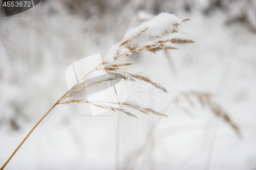 Image of Grass cowered with snow in winter time.