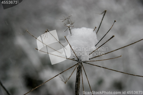 Image of Grass cowered with snow in winter.