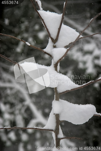 Image of Tree covered with thick snow.