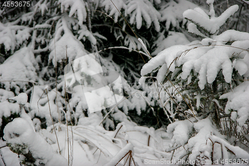 Image of Snow covered spruce in winter time.