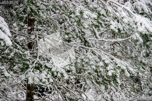 Image of Snow covered spruce in winter season.