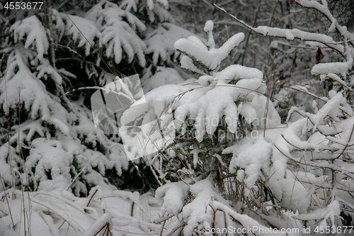 Image of Snow covered spruce in winter season.