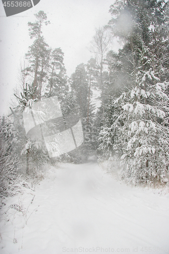 Image of Beautiful winter landscape with snowy road in the winter forest.