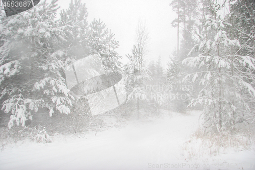 Image of Beautiful winter landscape with snowy road in the winter forest.