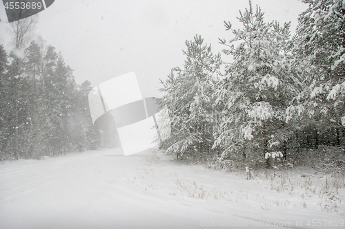 Image of Beautiful winter landscape with snowy road in the winter forest.