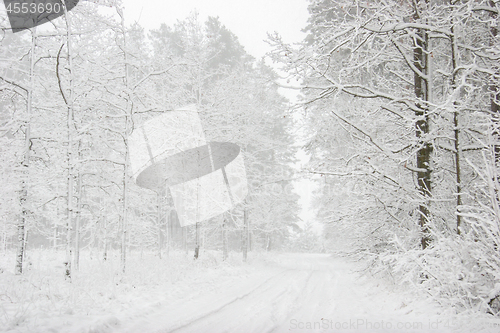 Image of Beautiful winter landscape with snowy road in the winter forest.