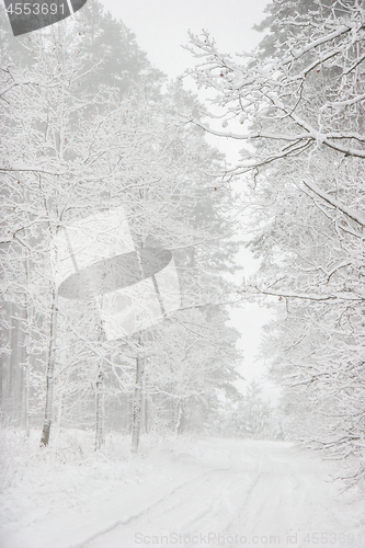 Image of Beautiful winter landscape with snowy road in the winter forest.