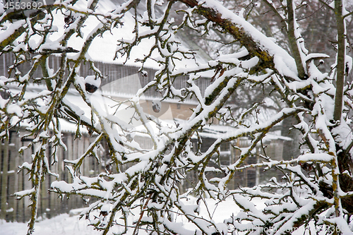 Image of Apple tree covered with snow