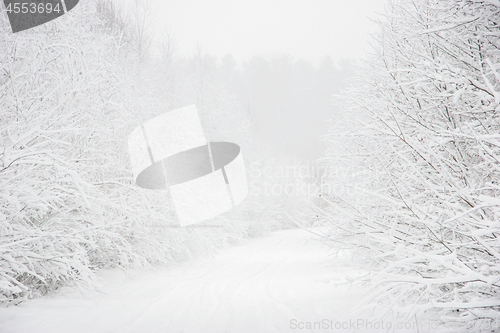 Image of Beautiful winter landscape with snowy road in the winter forest.