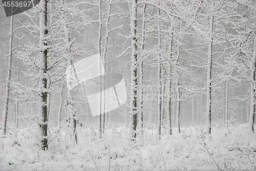 Image of Winter forest landscape with snowy winter trees