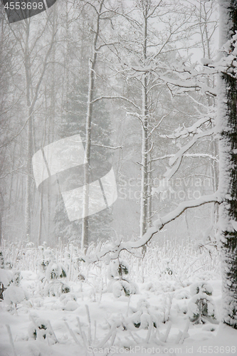 Image of Winter forest landscape with snowy winter trees