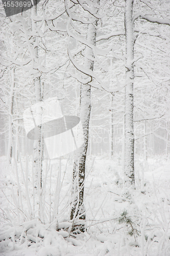 Image of Winter forest landscape with snowy winter trees