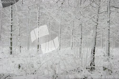 Image of Winter forest landscape with snowy winter trees