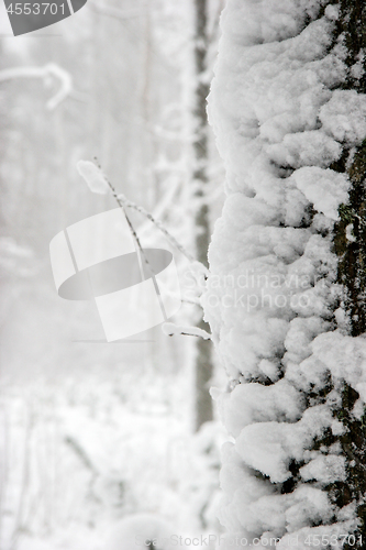 Image of Forest in winter