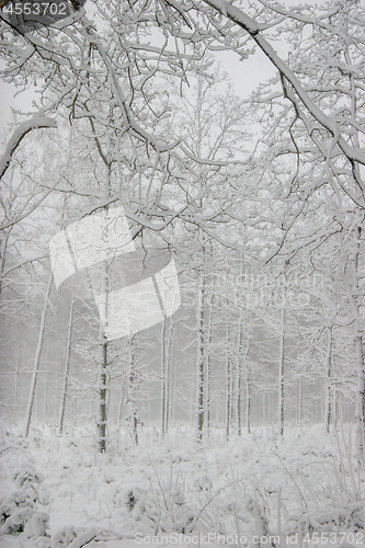 Image of Winter forest landscape with snowy winter trees
