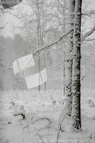 Image of Winter forest landscape with snowy winter trees