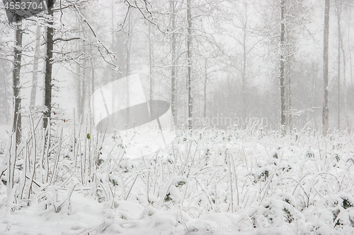 Image of Winter forest landscape with snowy winter trees