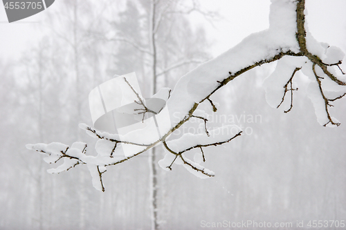 Image of Tree branch covered with thick snow.