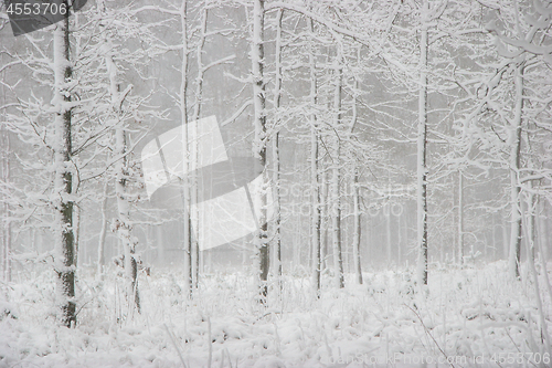 Image of Winter forest landscape with snowy winter trees