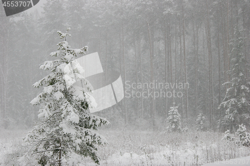 Image of Winter forest landscape with snowy winter trees