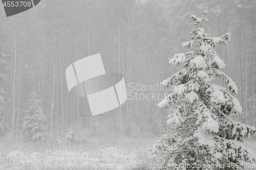 Image of Winter forest landscape with snowy winter trees