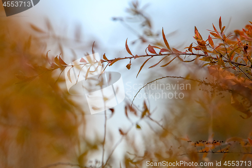 Image of Bush branches in autumn as background.