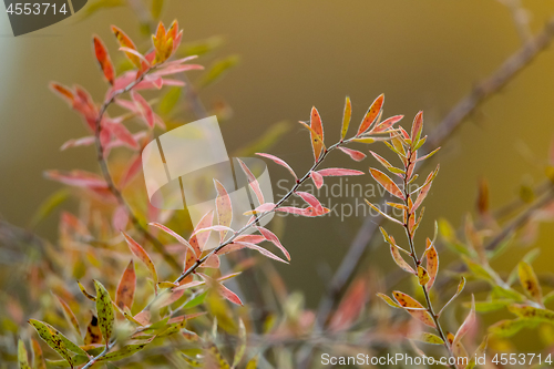 Image of Bush branches in autumn as background.