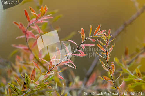 Image of Bush branches in autumn as background.