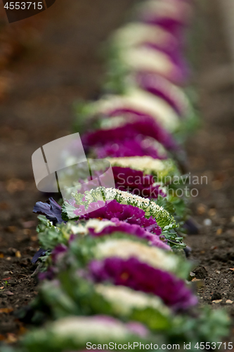 Image of Decorative colored cabbages are grow in row.