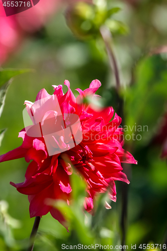 Image of Red dahlia in green garden.