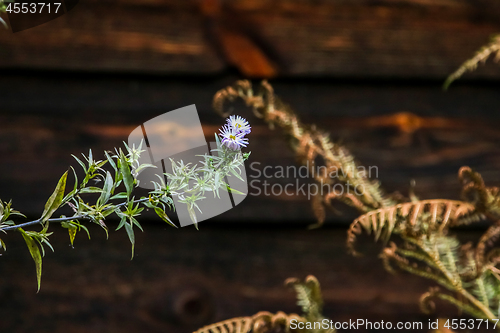 Image of Wild flower near the shed