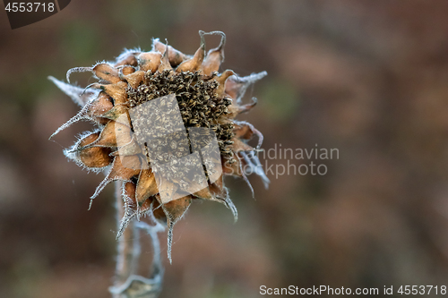 Image of Closeup of deflorate, withered sunflower.