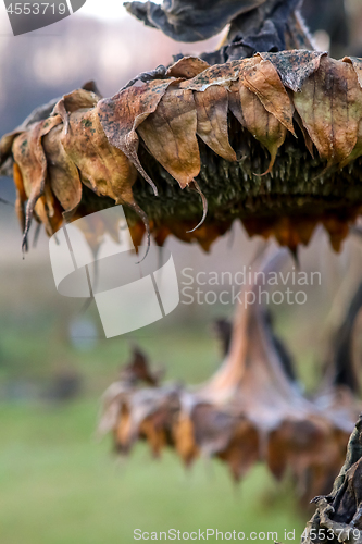 Image of Closeup of deflorate, withered sunflowers.