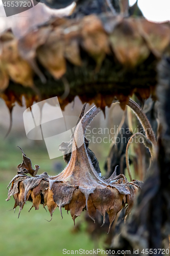 Image of Closeup of deflorate, withered sunflowers.